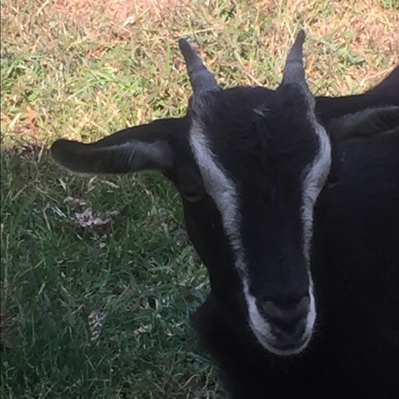 Meet your Posher, Patti - Picture 4 of 11